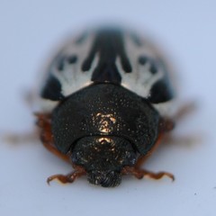 Calligrapha spiraeae