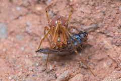 Nesticidae