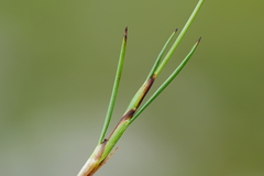 Juncus thomsonii