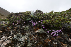 Androsace delavayi