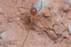 Nesticidae