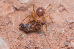 Nesticidae