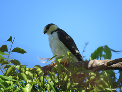 Gampsonyx swainsonii swainsonii