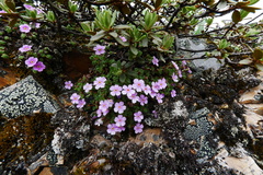 Androsace delavayi