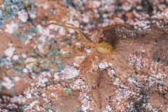 Nesticidae