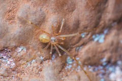 Nesticidae