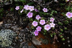 Androsace delavayi