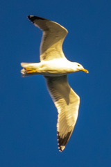 Larus fuscus