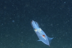 Alloteuthis