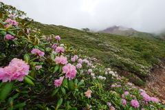 Rhododendron phaeochrysum