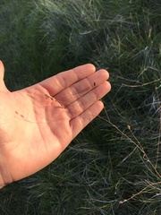 Lessingia arachnoidea