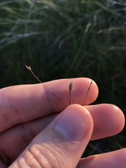 Lessingia arachnoidea