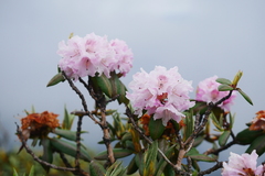 Rhododendron phaeochrysum