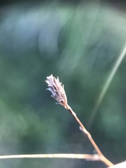 Lessingia arachnoidea