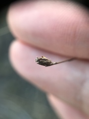 Lessingia arachnoidea