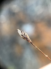 Lessingia arachnoidea