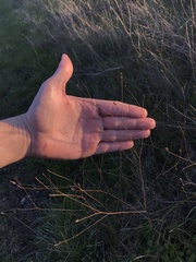 Lessingia arachnoidea