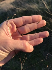 Lessingia arachnoidea