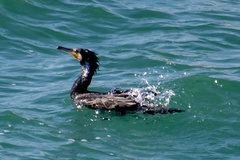 Phalacrocorax carbo
