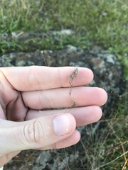 Lessingia arachnoidea