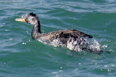 Phalacrocorax carbo