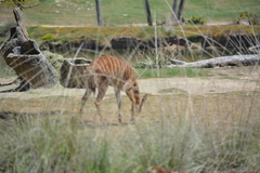 Tragelaphus
