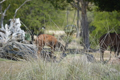 Tragelaphus
