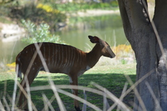 Tragelaphus