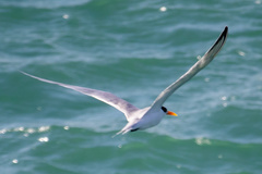 Thalasseus bengalensis