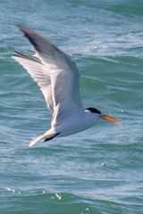 Thalasseus bengalensis