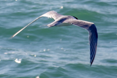 Thalasseus bengalensis