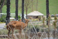 Tragelaphus