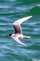 Thalasseus bengalensis