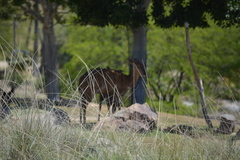 Tragelaphus