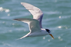 Thalasseus bengalensis