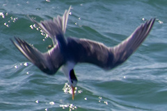 Thalasseus bengalensis