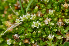Stellaria decumbens