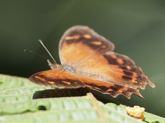 Lasiophila zapatoza