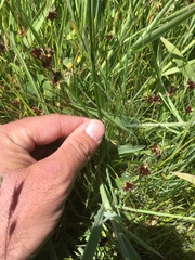 Juncus phaeocephalus