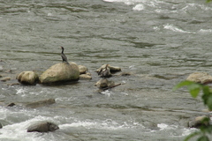 Nannopterum brasilianum brasilianum