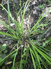 Carex lonchocarpa