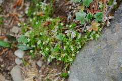 Stellaria decumbens