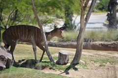 Tragelaphus