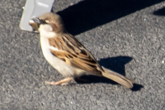 Passer domesticus