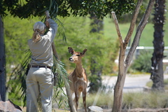 Tragelaphus
