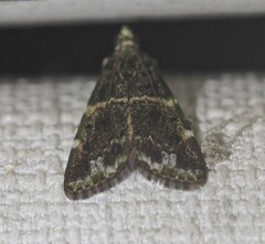 Orthaga atribasalis