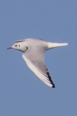 Chroicocephalus ridibundus