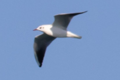 Chroicocephalus ridibundus