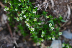 Stellaria decumbens