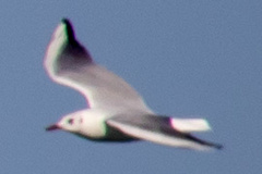 Chroicocephalus ridibundus